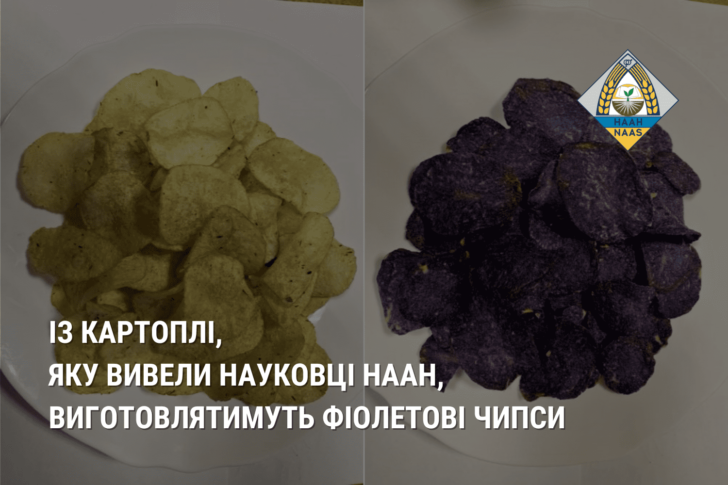 Із картоплі, яку вивели науковці НААН, робитимуть фіолетові чипси